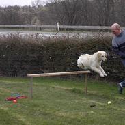 Golden retriever Sally