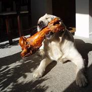 Golden retriever Sally