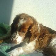 Welsh springer spaniel <3molly<3