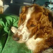 Welsh springer spaniel <3molly<3