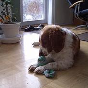 Welsh springer spaniel <3molly<3