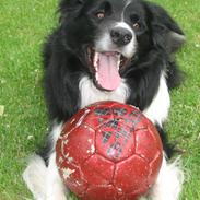 Border collie Charlie