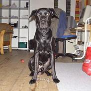 Blanding af racer Jack