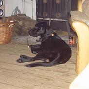 Blanding af racer Jack