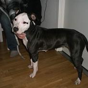 Amerikansk staffordshire terrier chelli