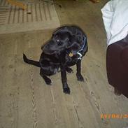 Blanding af racer Mille