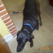 Blanding af racer Mille