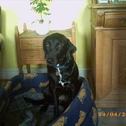 Blanding af racer Mille