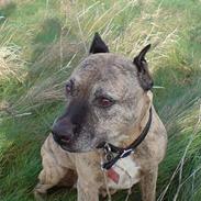 Amerikansk staffordshire terrier Rockin'm's kiss Me Tigger