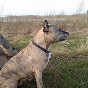 Amerikansk staffordshire terrier Rockin'm's kiss Me Tigger