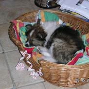 Shetland sheepdog lucca