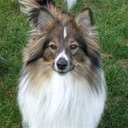 Shetland sheepdog  lucca