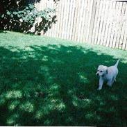 Golden retriever Kikki