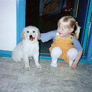 Golden retriever Kikki