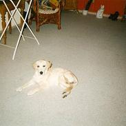 Golden retriever Kikki