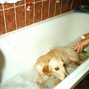 Golden retriever Kikki