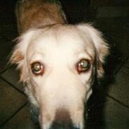 Golden retriever Kikki