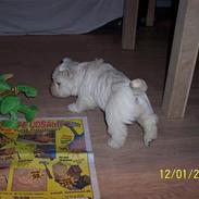 West highland white terrier Mille