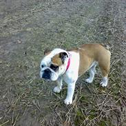 Engelsk bulldog Sonja
