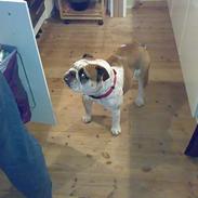 Engelsk bulldog Sonja