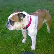 Engelsk bulldog Sonja