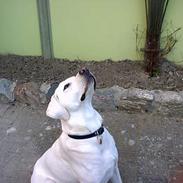 Labrador retriever Simon *Aflivet*