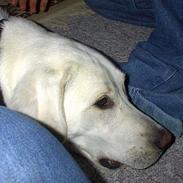 Labrador retriever Simon *Aflivet*