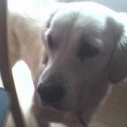 Golden retriever Nelly