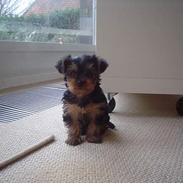 Yorkshire terrier Donna