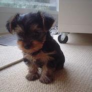 Yorkshire terrier Donna