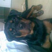 Rottweiler Troya