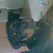 Rottweiler Troya