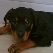 Rottweiler Troya