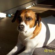 Dansk svensk gaardhund Buller (døde den 26/3/09)