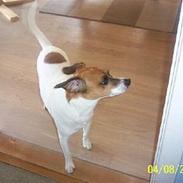 Dansk svensk gaardhund Buller (døde den 26/3/09)