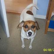 Dansk svensk gaardhund Buller (døde den 26/3/09)