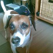 Dansk svensk gaardhund Buller (døde den 26/3/09)