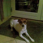 Dansk svensk gaardhund Buller (døde den 26/3/09)