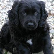 Blanding af racer Bella