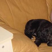 Blanding af racer Bella