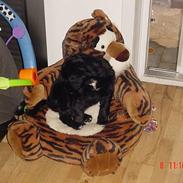 Blanding af racer Bella