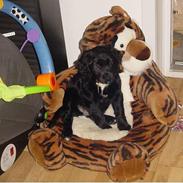 Blanding af racer Bella