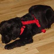 Blanding af racer Bella