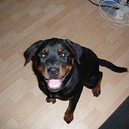 Rottweiler Dikadiabolos Ukita R.I.P