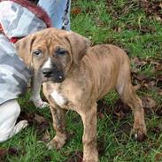 Amerikansk staffordshire terrier Rocky