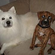 Amerikansk staffordshire terrier Rocky
