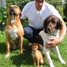 Kleiner münsterländer Hector