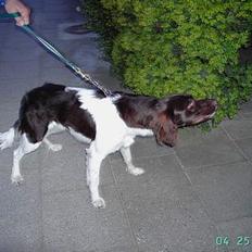 Kleiner münsterländer Hector