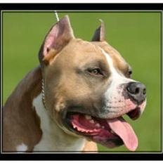 Amerikansk staffordshire terrier Dzejro