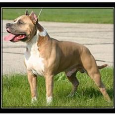 Amerikansk staffordshire terrier Dzejro